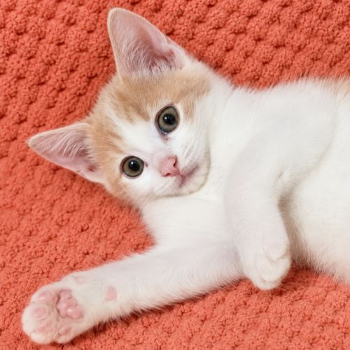 Brie - Domestic Short Hair (DSH) Cat