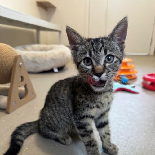 C1579 Berry - Domestic Short Hair (DSH) Cat