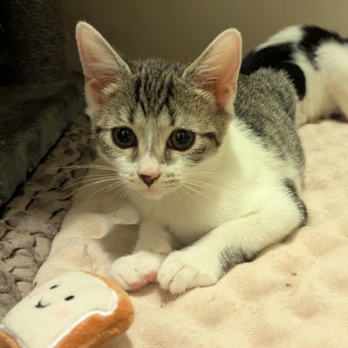 Akari - Domestic Short Hair (DSH) Cat