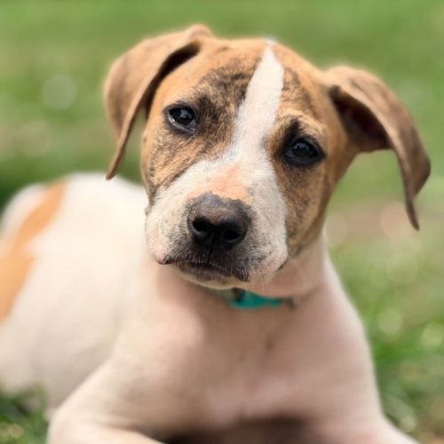 Karadec - Mixed breed Dog