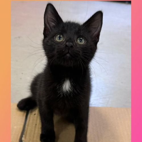 Sabrina - Domestic Short Hair (DSH) Cat