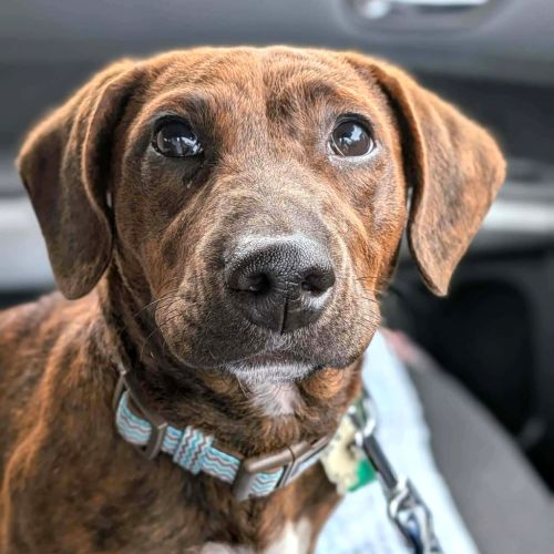 Coco - Dachshund Dog