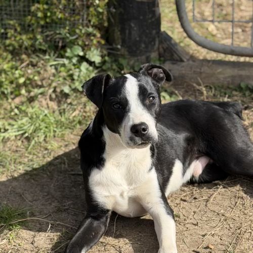 Nobby - Australian Stumpy Tail Cattle Dog x Border Collie Dog