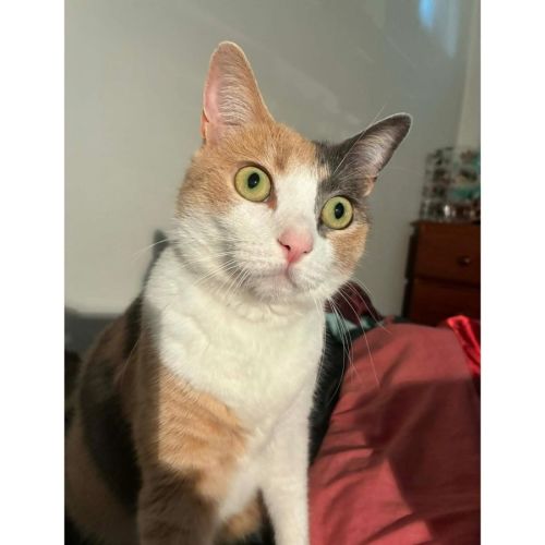 13426 - Connie - Domestic Short Hair (DSH) Cat