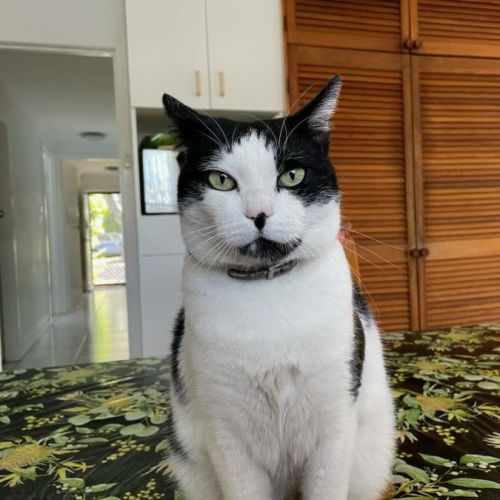 Missy - Domestic Short Hair (DSH) Cat