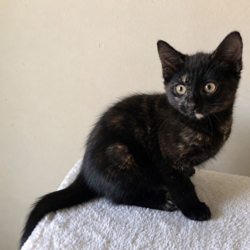Ella - Domestic Short Hair (DSH) Cat