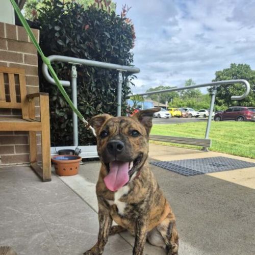 Safra - American Staffordshire Terrier Dog