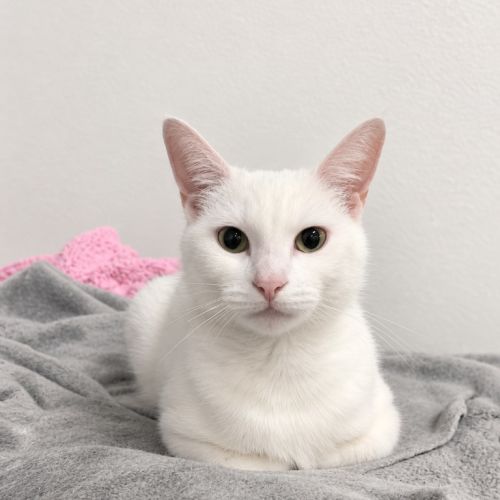 Mayo - Domestic Short Hair (DSH) Cat