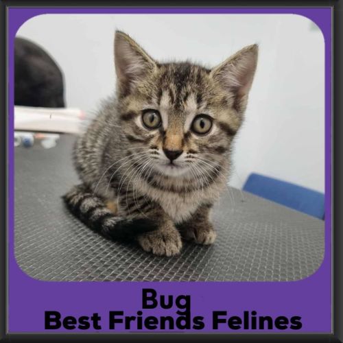Bug - Domestic Short Hair (DSH) Cat