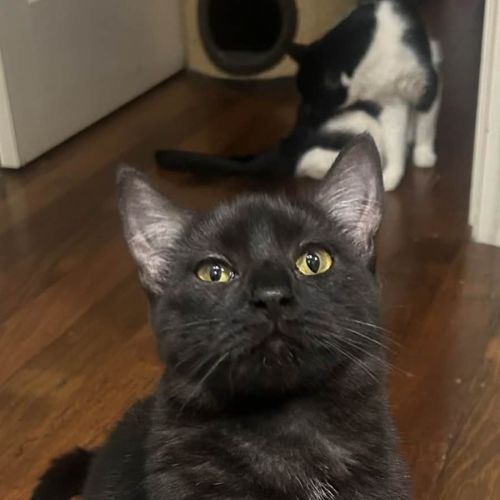 Sharkie - Domestic Short Hair (DSH) Cat