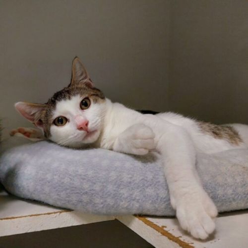 Hudson - Domestic Short Hair (DSH) Cat