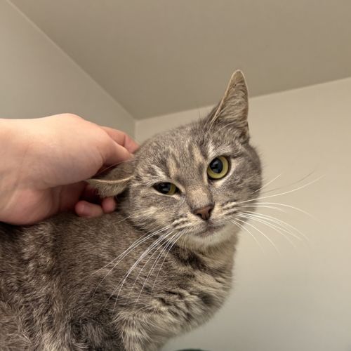 Bobble - Domestic Short Hair (DSH) Cat