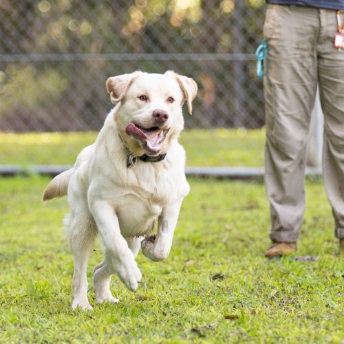 Simba - Labrador Retriever Dog