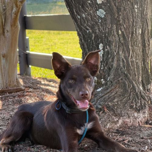Gus - Australian Kelpie Dog