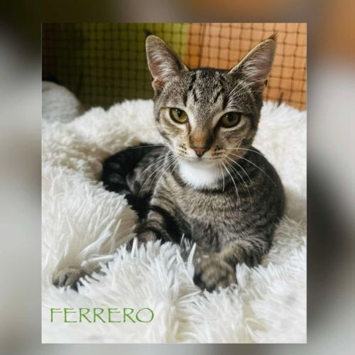Ferrero - Domestic Short Hair (DSH) Cat