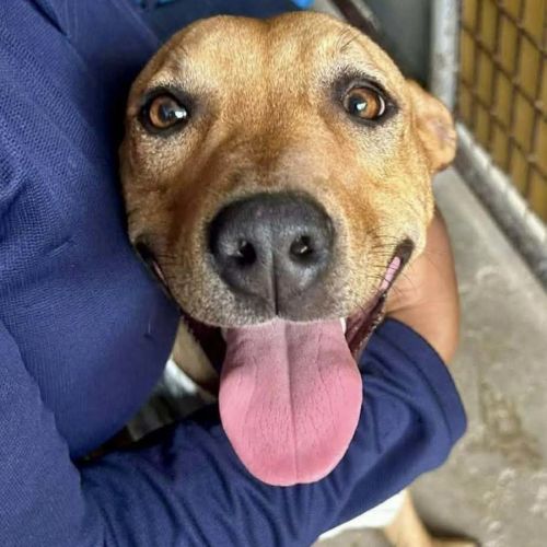 Luna - Australian Kelpie Dog