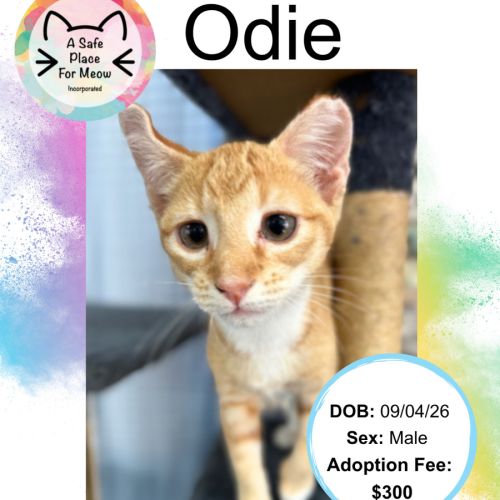 Odie - Domestic Short Hair (DSH) Cat