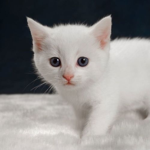 Axel - Domestic Short Hair Cat