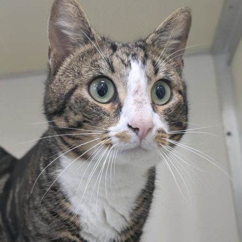🥒 Thatcher 7495 🥒 - Domestic Short Hair (DSH) Cat