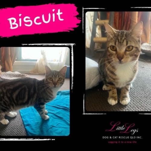 Biscuit  - Domestic Short Hair (DSH) Cat