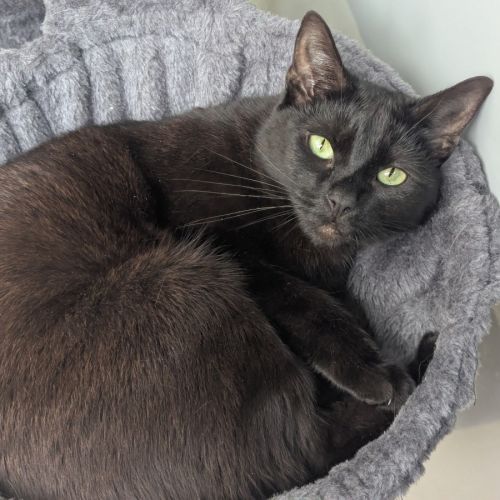 Cinder - Domestic Short Hair (DSH) Cat
