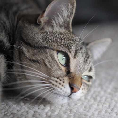 Flora - Domestic Short Hair (DSH) Cat