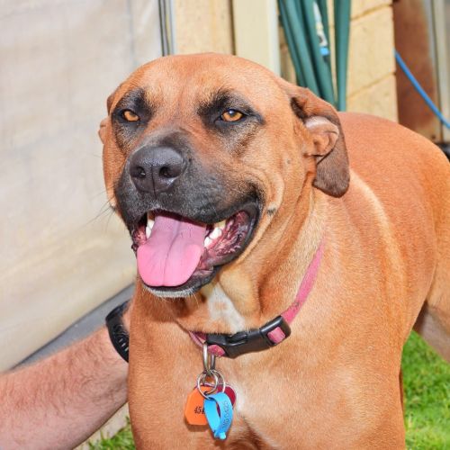 Didi - Bullmastiff x Rhodesian Ridgeback Dog