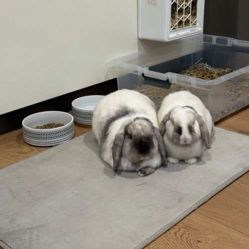 Petrie and Ponyo  - Lop Eared Rabbit
