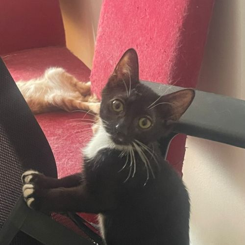 Starling - Domestic Short Hair (DSH) Cat
