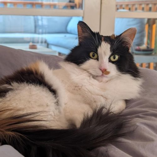 Sadie - In foster care in Reservoir - Domestic Medium Hair Cat