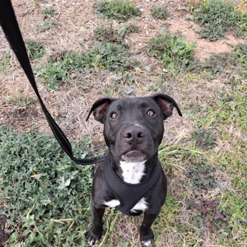Bonnie - American Staffordshire Terrier Dog