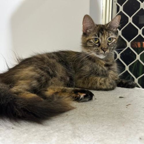 Minnie - Domestic Medium Hair (DMH) Cat