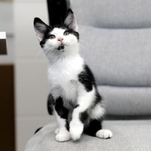 Sundae - Domestic Short Hair (DSH) Cat