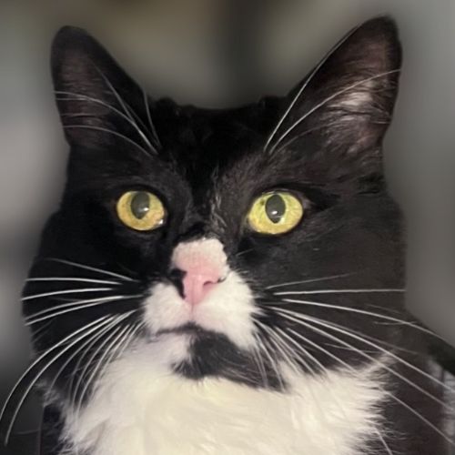 Alfie - Domestic Short Hair (DSH) Cat