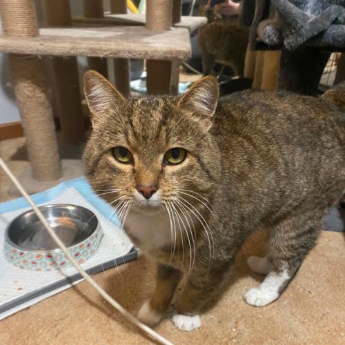 Bruce ** 2nd Chance Cat Rescue ** - Domestic Short Hair (DSH) Cat