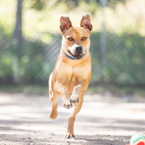 Benny - American Staffy Dog