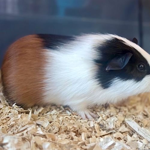 Pebble - Domestic Short Hair Guinea Pig