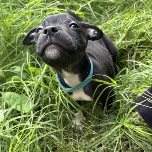 Leni - Mixed breed Dog