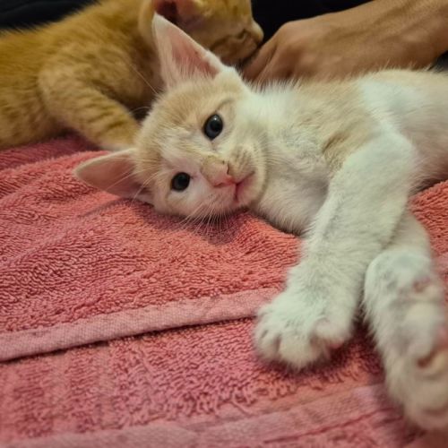 🧡 Cinnamon 🤍 - Domestic Short Hair (DSH) Cat