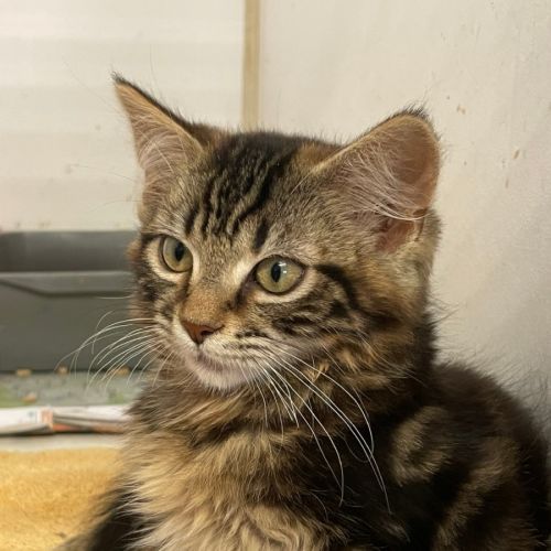 Gizmo - Domestic Medium Hair (DMH) Cat