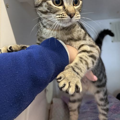 Suki - Dsh Cat
