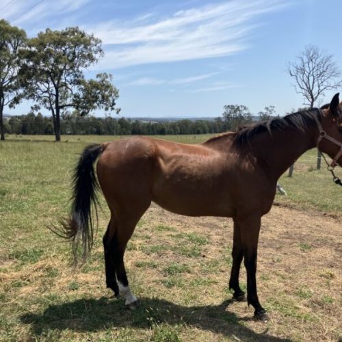 Theo - Thoroughbred Horse