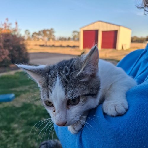 Sheldon - Domestic Short Hair (DSH) Cat