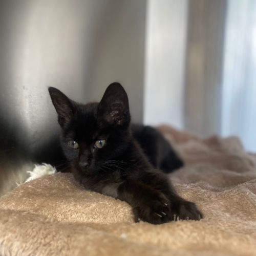Milan - Domestic Short Hair (DSH) Cat