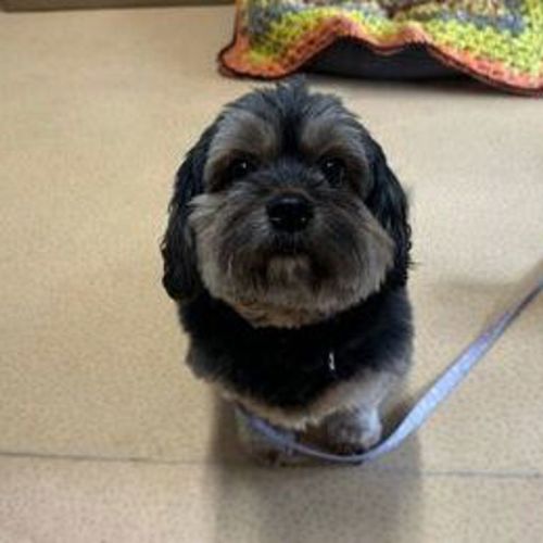 Luka - Lhasa Apso Dog