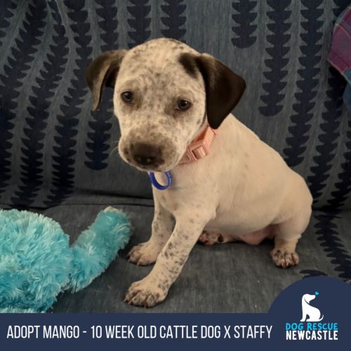 Mango - 10 Week Old Cattle Dog X Staffy - Australian Cattle Dog x Staffordshire Bull Terrier Dog