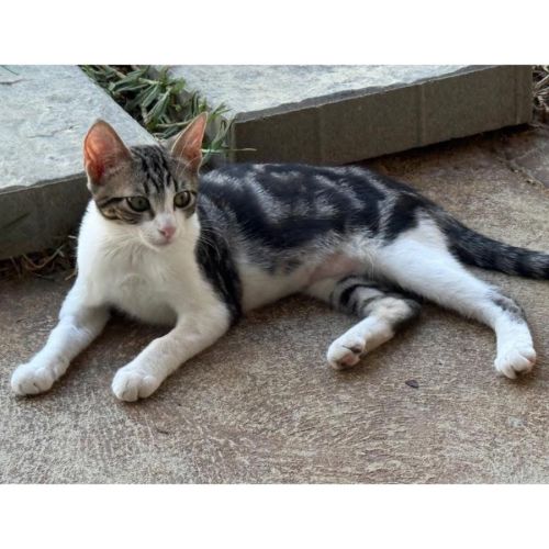 13064 - Faith - Domestic Short Hair (DSH) Cat