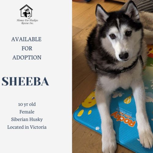 Sheeba - Siberian Husky Dog