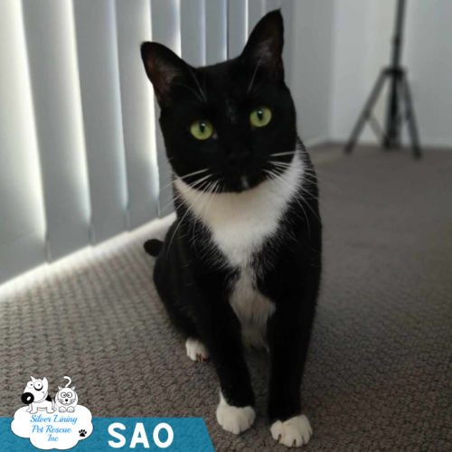 Sao - Domestic Short Hair (DSH) Cat