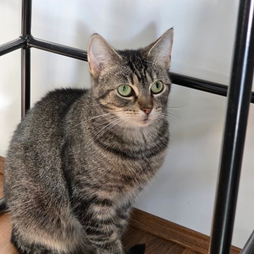Jasmine - Domestic Short Hair (DSH) Cat